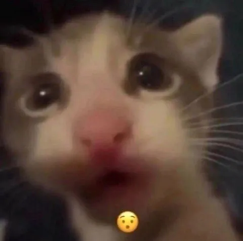 Удивлённый кот крупным планом
