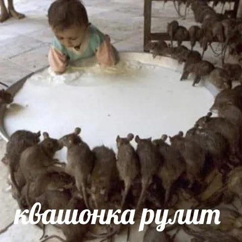 Кашаонка рулит