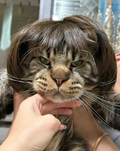Кот в парике