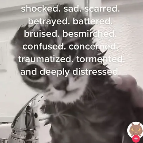 Shocked Sad Scared Cat