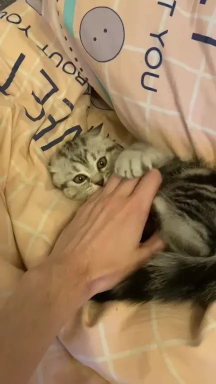 Котёнок играет с рукой