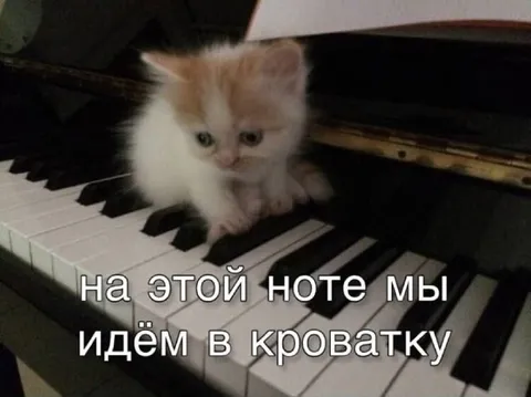 Котёнок играет колыбельную