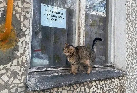 Кошка с ключами у окна