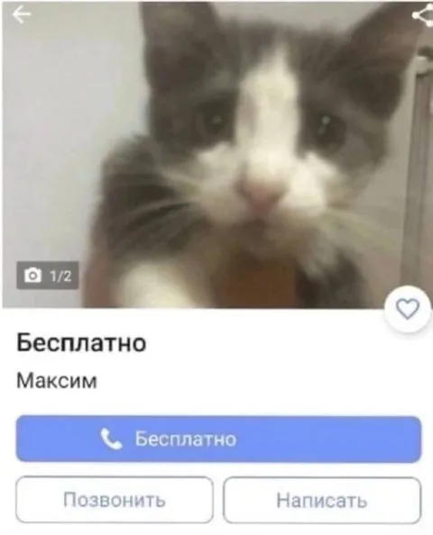 Бесплатный кот Максим