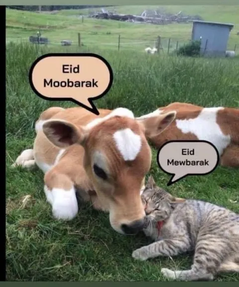 Eid Mubarak Cow and Cat