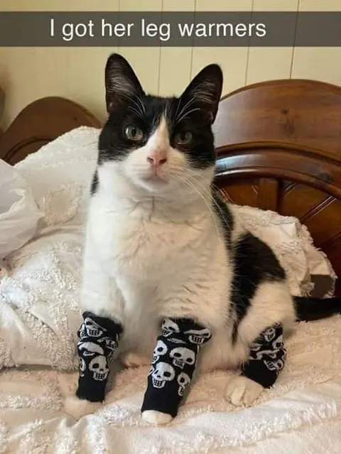 Cat Wearing Leg Warmers