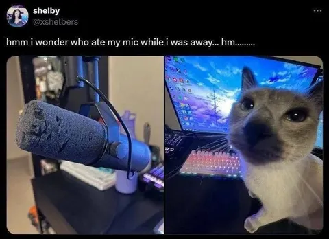 Cat Ate My Microphone