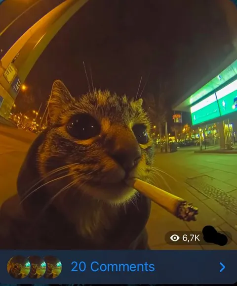Кот с сигарой ночью