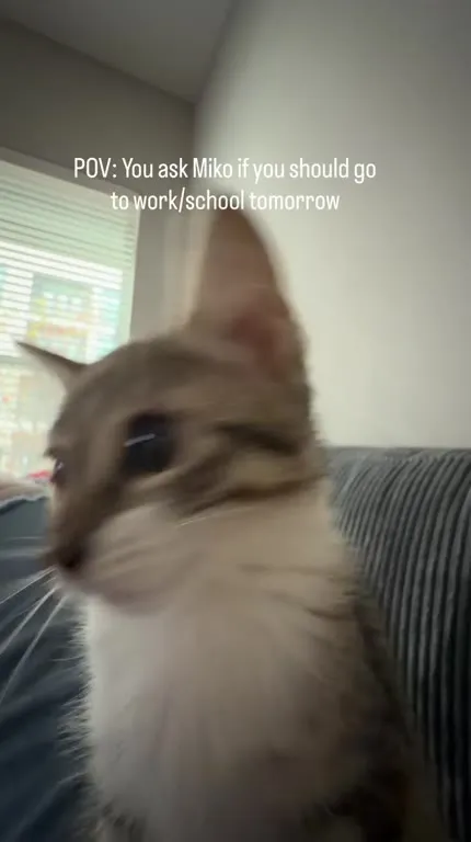 Miko Decides Your Tomorrow