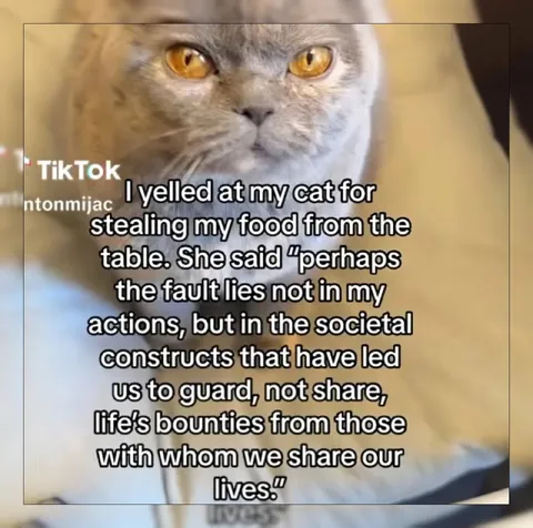 Cat Blames Society for Stealing Food