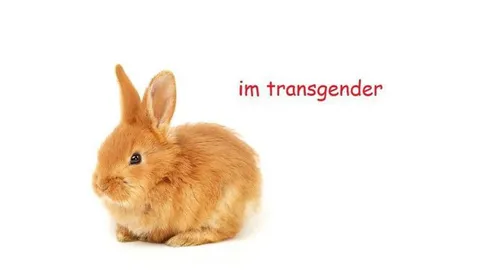 Transgender Bunny