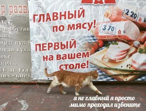 Кот мимо мясного стенда