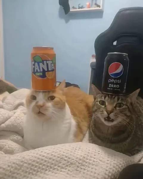 Коты с банками на голове