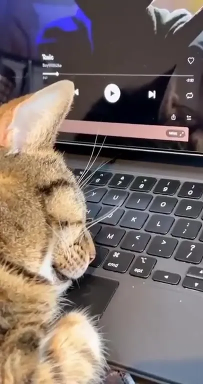 Cat Sleeps Through Toxic