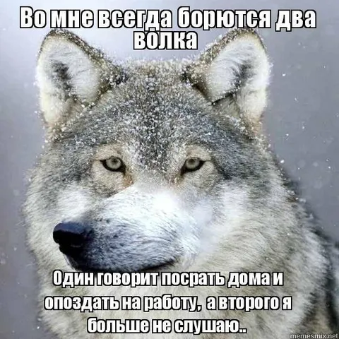 Во мне борются два волка