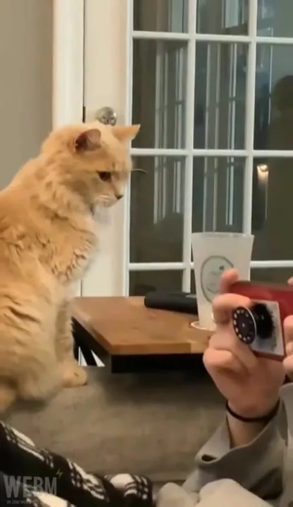Кот проверяет странный звук