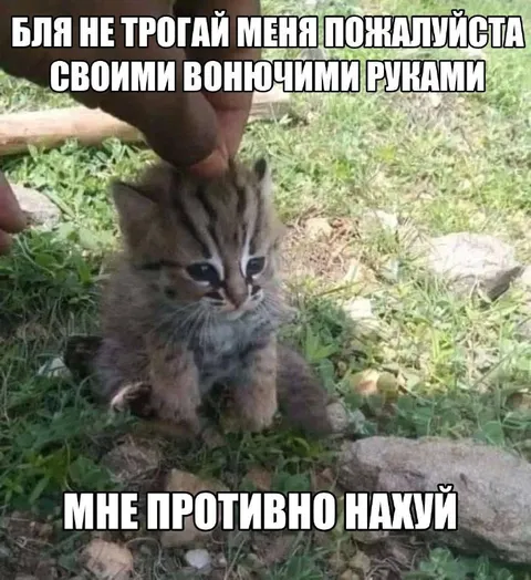 Котёнок против вонючих рук