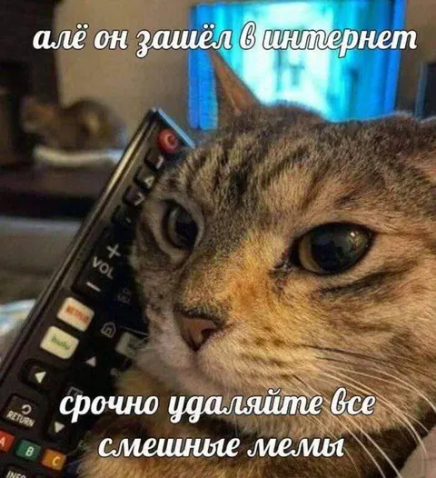 Кот зашёл в интернет
