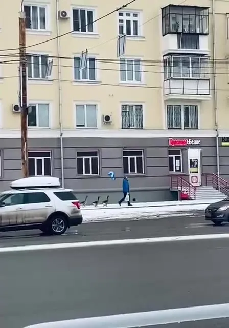 Гуси строем под музыку