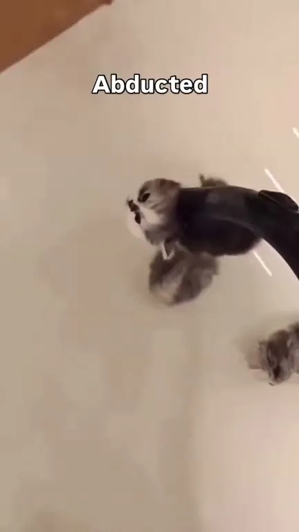 Kittens Abducted by a Hook