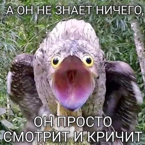 Он просто смотрит и кричит