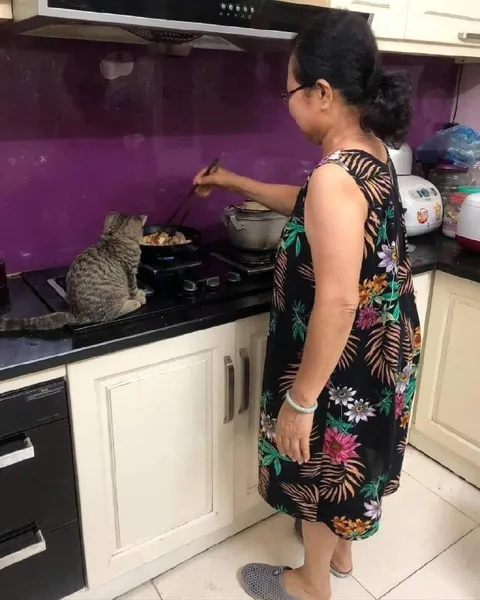 Кот помогает готовить ужин