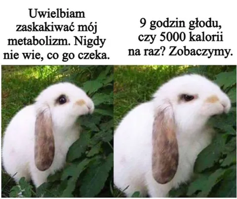 Królik po dziewięciu godzinach głodu