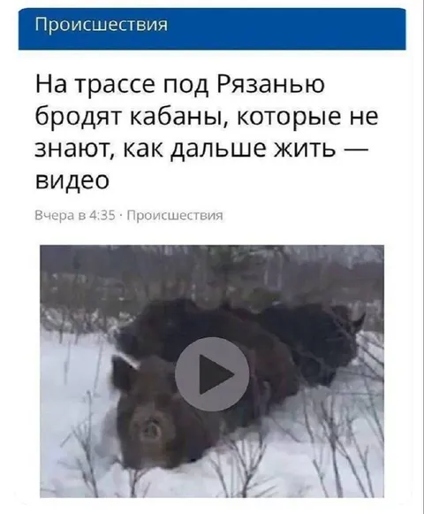 Кабаны не знают, как жить
