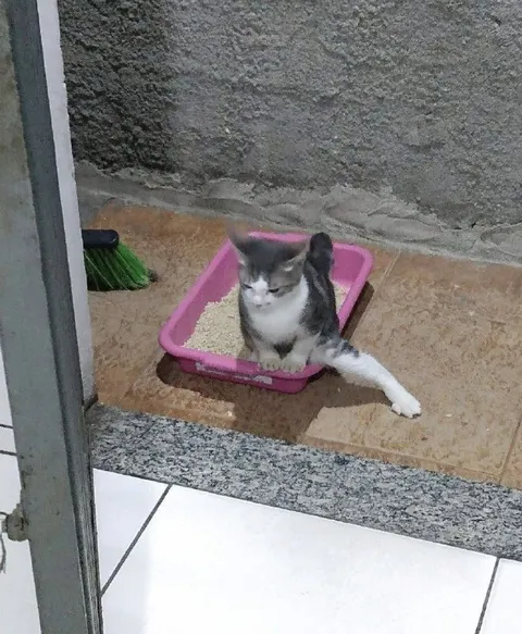 Кот в лотке сидит боком
