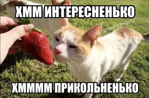 Кот пробует клубнику