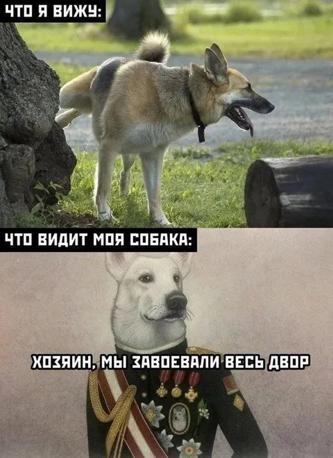 Собака завоевала весь двор