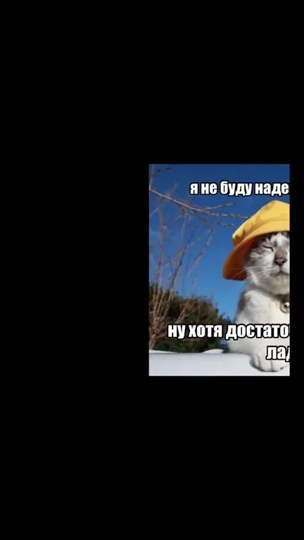 Кот в жёлтой шапочке