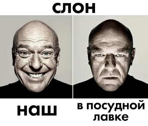 Слон в посудной лавке