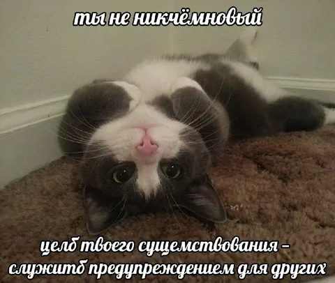 Ты не никчёмновый кот