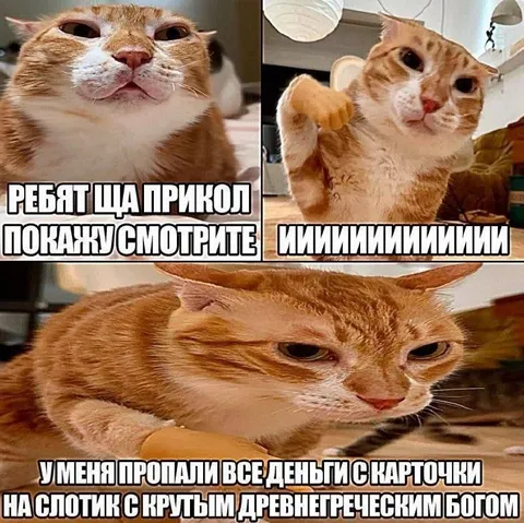 Кот показывает прикол про деньги