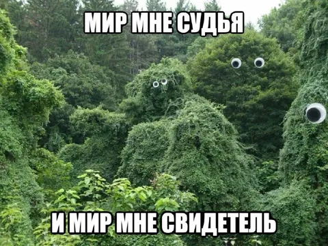 Лес мне судья и свидетель
