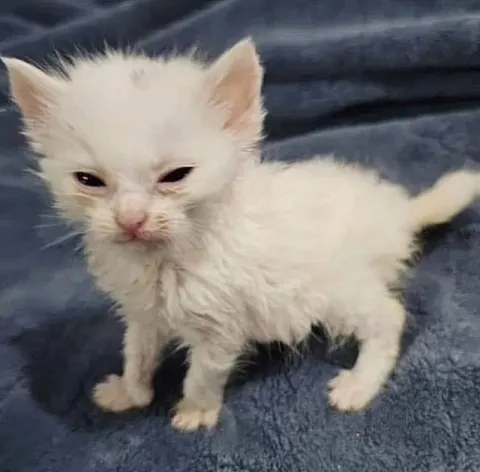 Недовольный белый котёнок