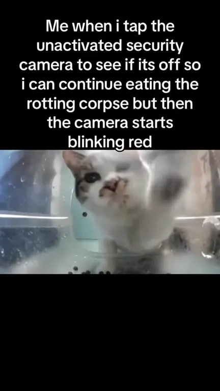 Cat Caught by Security Camera