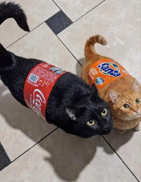 Коты в костюмах газировки