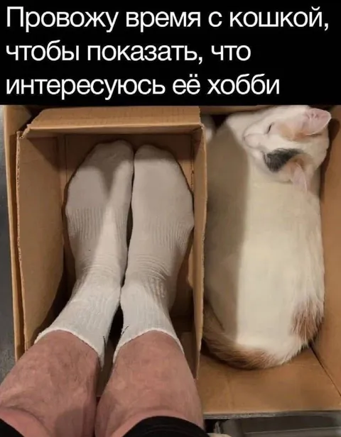 Провожу время с кошкой