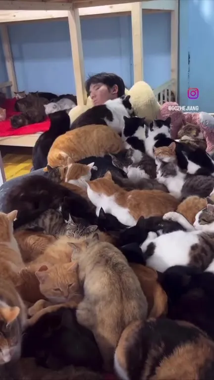 Человек, утонувший в кошках