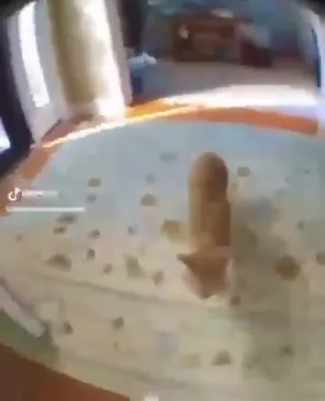 Кот слишком близко к камере