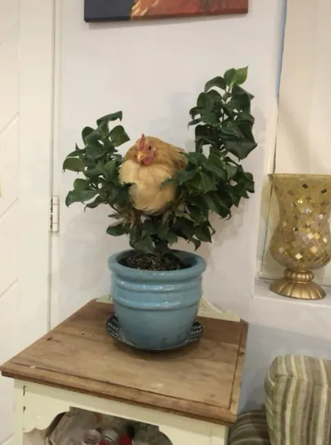 Курица в цветочном горшке