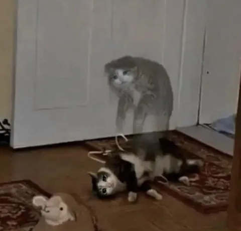 Кот призрачно стоит над игрушкой