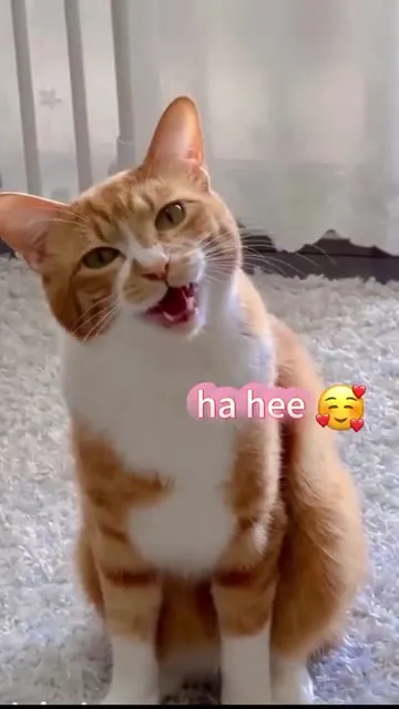 Cats Making Funny Sounds