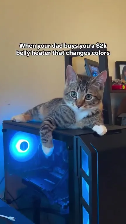 Cat Enjoys a $2k Belly Heater