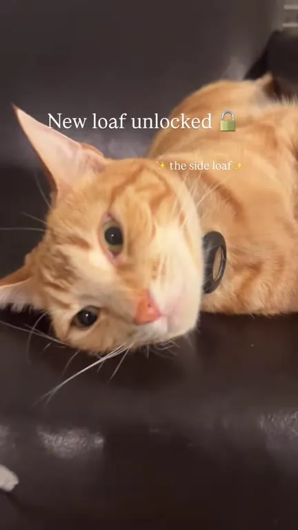 Cat Unlocks Side Loaf