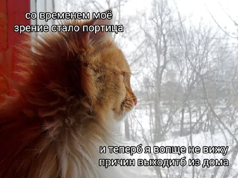 Кот больше не выходит из дома