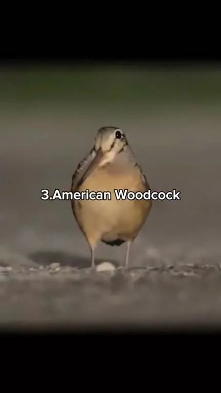 Weird Bird Sounds Compilation
