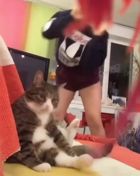 Кот игнорирует танцы